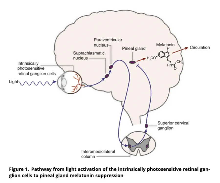 melatonin 2